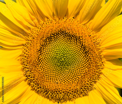 the middle of the inflorescence of yellow sunflowers