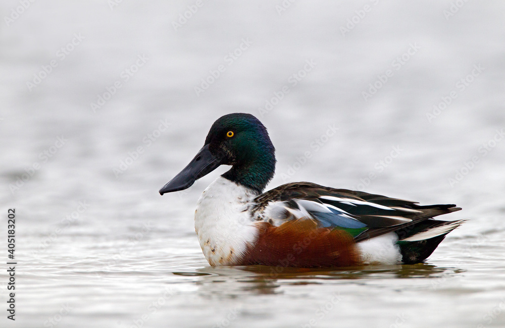 Obraz premium Slobeend, Northern Shoveler, Anas clypeata