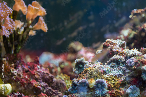 Coral Reef and Tropical Fish in Sunlight. Singapore aquarium © Пётр Рябчун