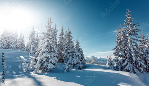 Splendid Alpine scenery in winter. Fantastic frosty morning in forest. snow-cowered pine trees under sunlight. Fantastic mountain highland.  Amazing winter background. Wonderful Christmas Scene. © jenyateua