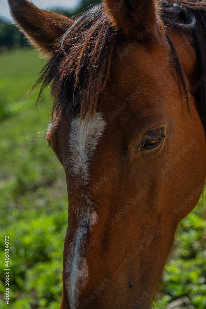 Fototapeta premium caballos pastando libres en el campo
