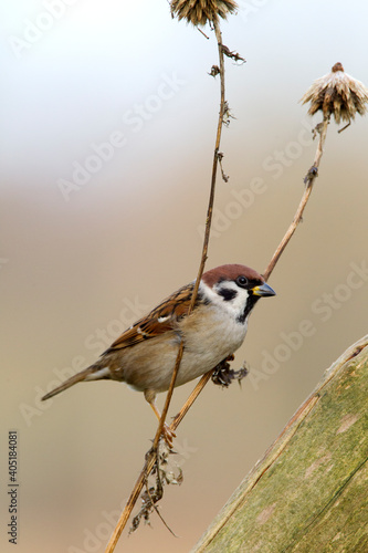 Ringmus, Eurasian Tree Sparrow, Passer montanus photo