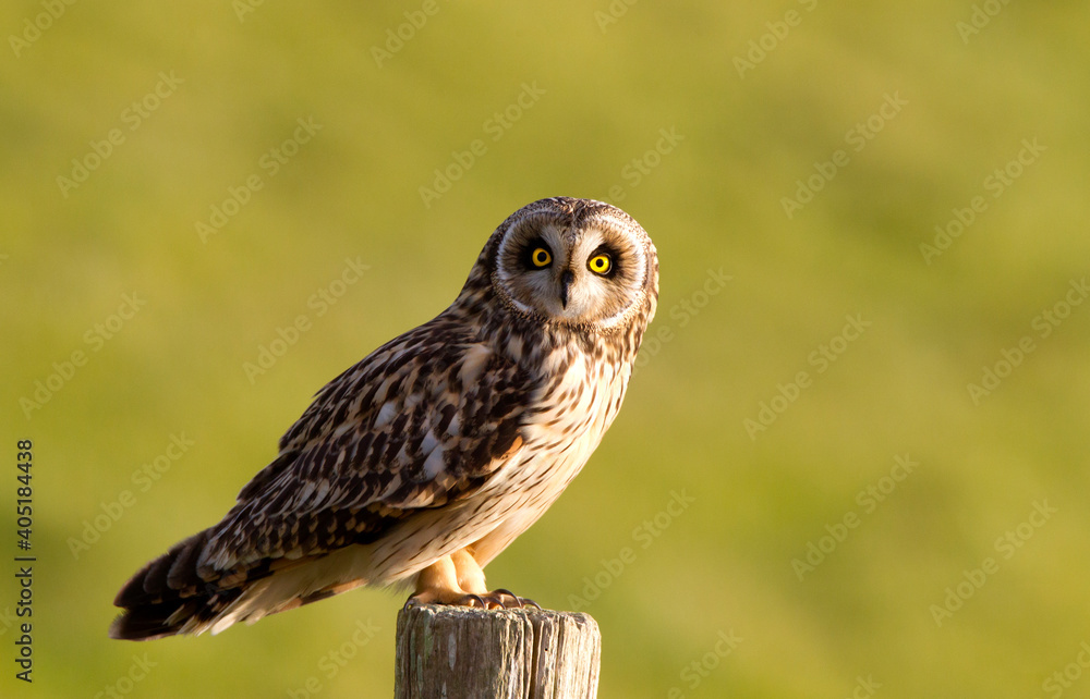 Velduil; Short-eared Owl; Asio flammeus Velduil; Short-eared Owl; Asio flammeus