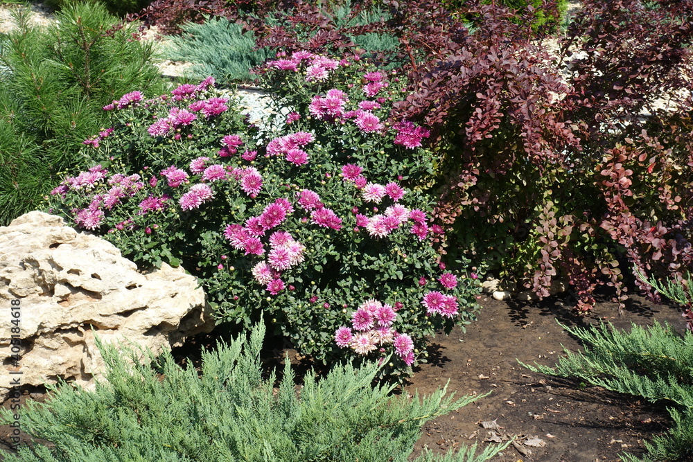 Flowering pink Chrysanthemum, red leaved barberry, dwarf pine and juniper in the rock garden in August