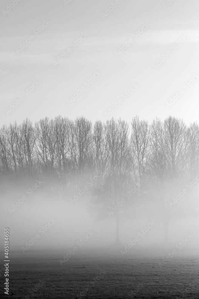 A public park immersed in fog. A public park immersed in fog.