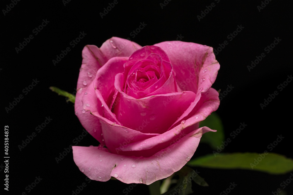 Rose flower close-up with water drops on a black background. Rose flower close-up with water drops on a black background.