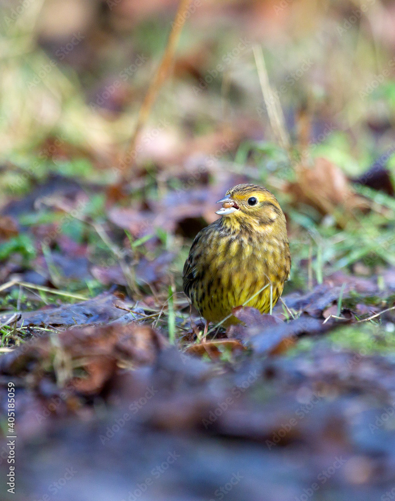 Geelgors, Yellowhammer, Emberiza citrinella Geelgors, Yellowhammer, Emberiza citrinella