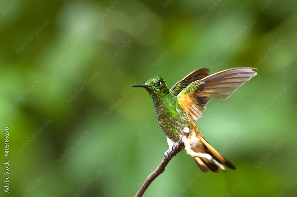 Fototapeta premium Bruinstaart-hoornkolibrie, Buff-tailed Coronet, Boissonneaua flavescensa