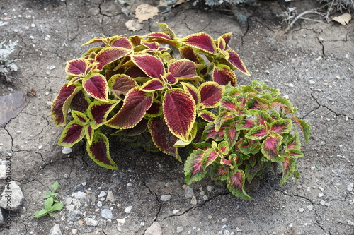 Two cultivars of Coleus scutellarioides with colorful foliage in July photo