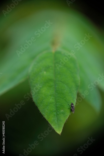 Close-up of black fly on green leaf.