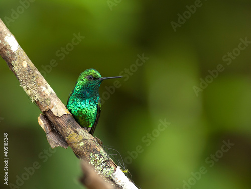 Blauwstaartsmaragdkolibrie, Blue-tailed Emerald, Chlorostilbon mellisugus