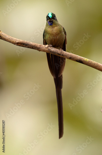 Langstaartnimf, Long-tailed Sylph, Aglaiocercus kingii photo