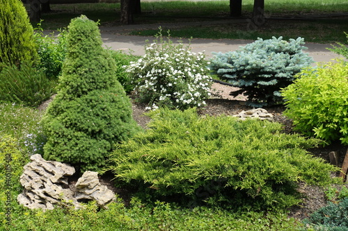 Bild auf Leinwand Flowering white shrubby cinquefoil, juniper, stonecrop, blue and white spruces i
