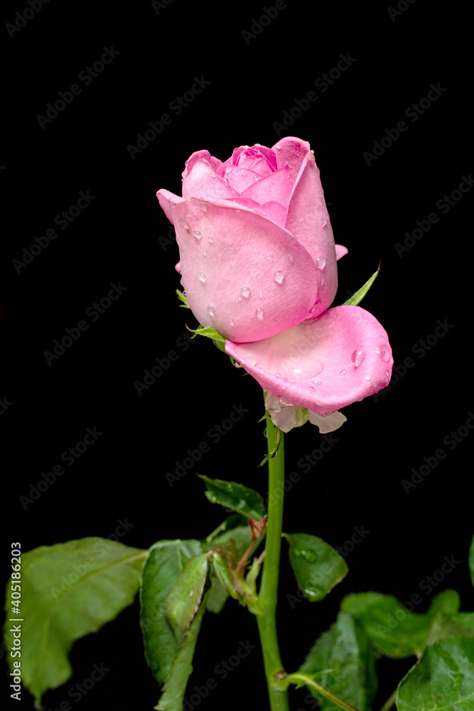 Rose flower close-up with water drops on a black background. Rose flower close-up with water drops on a black background.