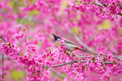 Bild auf Leinwand Red-whiskered bulbul (Pycnonotus jocosus) perching on cherry blossom branch, Chiang Mai in Thailand