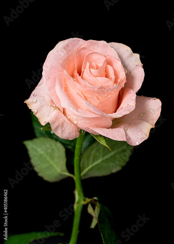 Rose flower close-up with water drops on a black background.