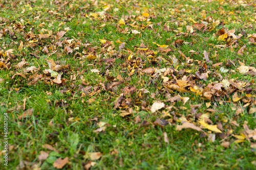 closeup lawn with mulched leaves autumn