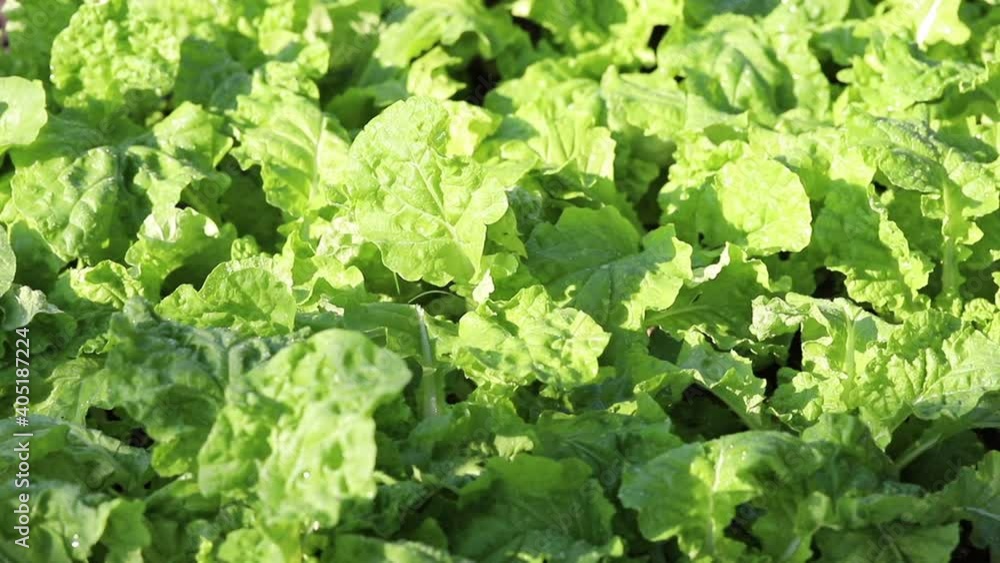 Chinese Mustard green vegetable planting with water spray, Organic vegetable in local farm. Chinese Mustard green vegetable planting with water spray, Organic vegetable in local farm.