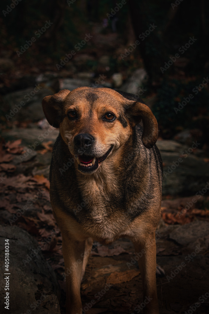 Wildlife, dog shot on blurred background in the wild forest of northen Greece