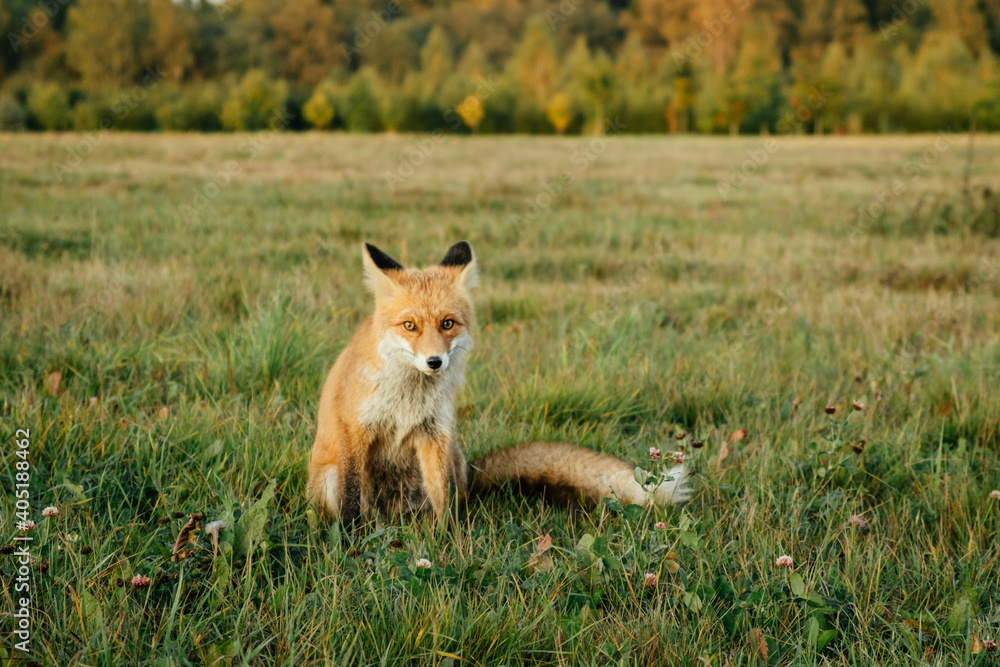 Wild red fox in the field in the evening. Animal in nature habitat, in green environment.
