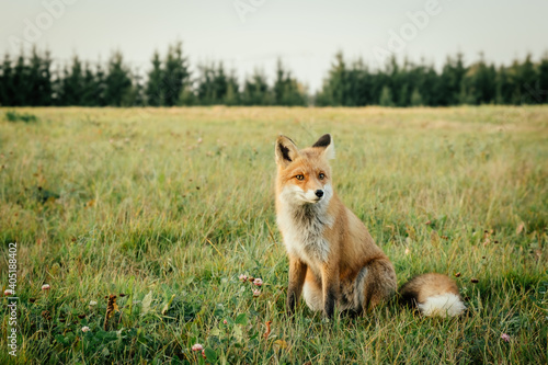 Wild red fox in the field in the evening. Animal in nature habitat, in green environment. © alurk