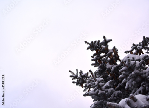 Low angle of pinecones on dark green branches of spruce against clear gray sky in daylight 