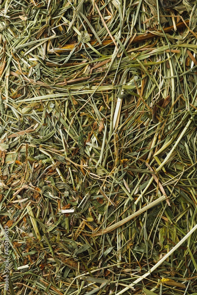 fresh hay dry grass for domestic animals feeding, close-up view fresh hay dry grass for domestic animals feeding, close-up view