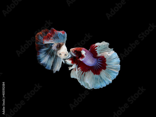 2 Red, White and Blue Siamese fighting fish or Betta splendens fancy fish full moon tail on black isolated background, gracefully movement.