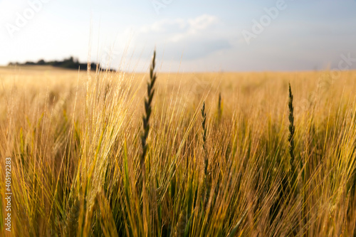 agricultural plants in the field