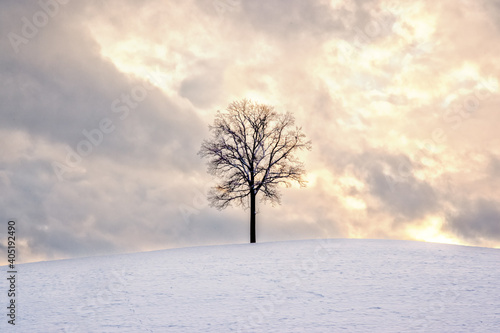 tree in the snow with clouds at golden hour
