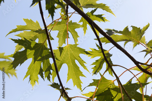deciduous trees oak in the forest or in the Park