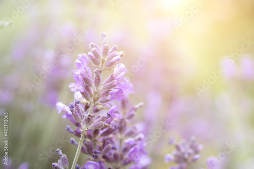 Close-up of fragrant lavender blooming at sunset. Aromatherapy. Selective Focus © LariBat