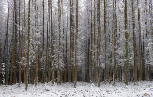 Deciduous Larch Trees (Larix decidua) Covered in Winter Snow in a Forest in Rural Devon, England, UK