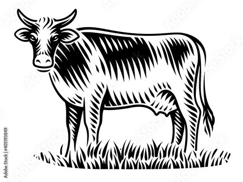 A black and white vector illustration of a cow in engraving style on white background