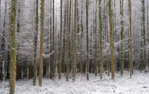 Deciduous Larch Trees (Larix decidua) Covered in Winter Snow in a Forest in Rural Devon, England, UK