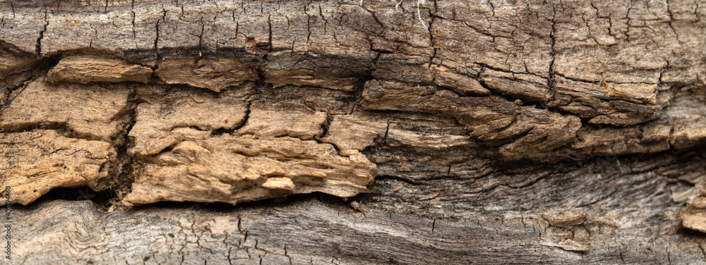 background old wood texture wood rotten dry background old wood texture wood rotten dry