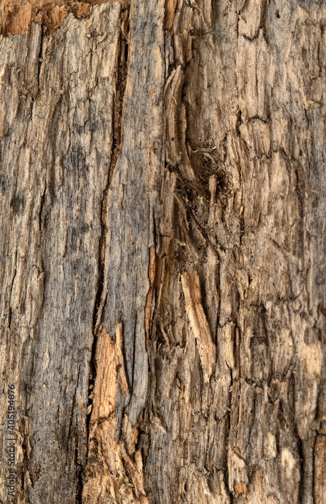 background old wood texture wood rotten dry background old wood texture wood rotten dry
