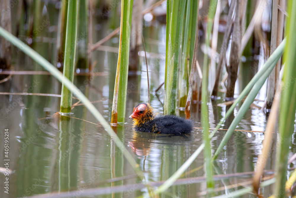 One nestling fulica atra bird swims in a pond among the reeds. Green reeds are reflected in the water. One nestling fulica atra bird swims in a pond among the reeds. Green reeds are reflected in the water.