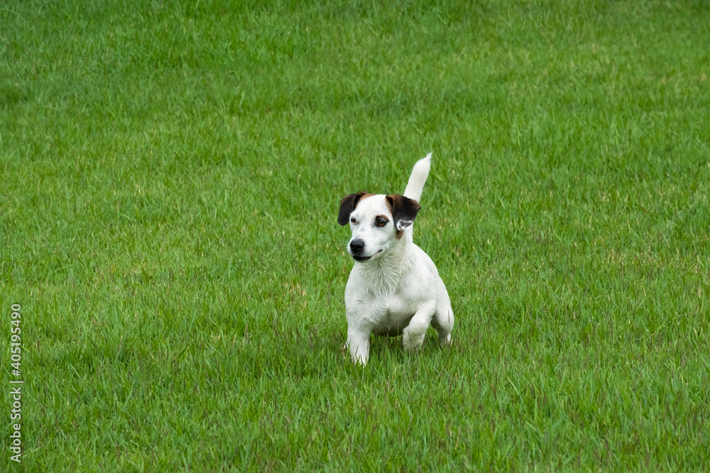 jack russell jack russell