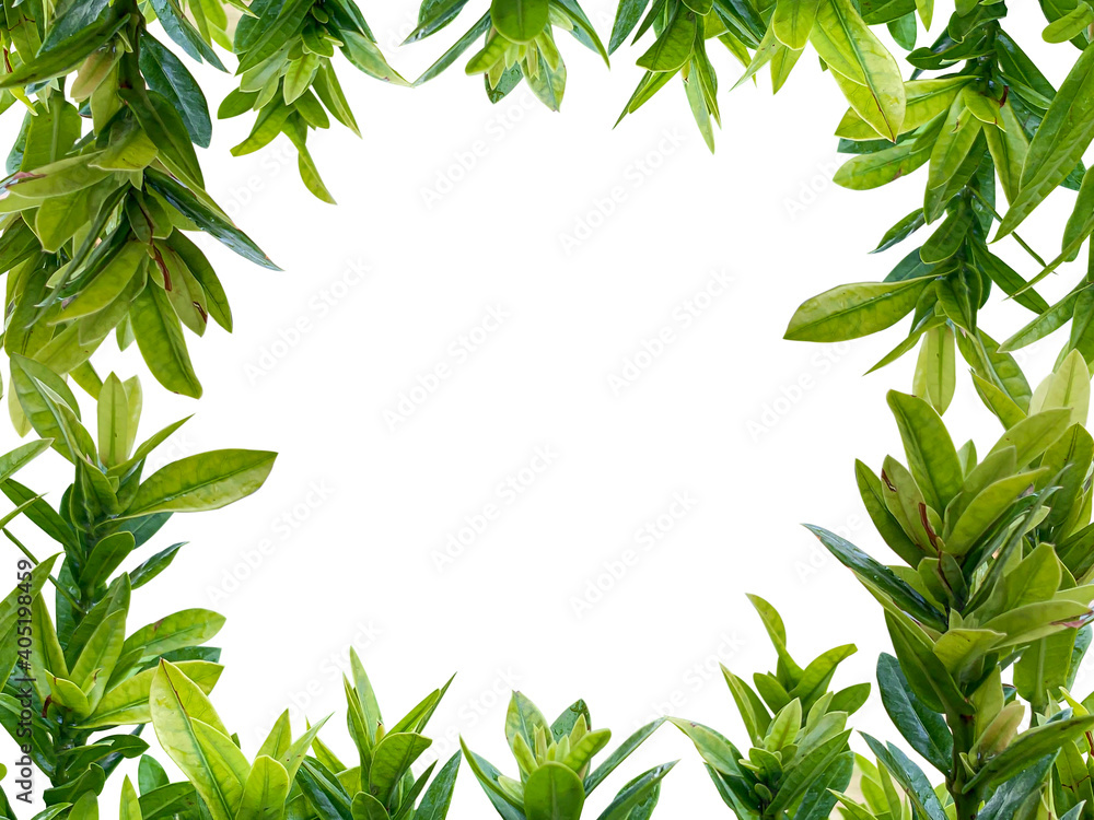 Naklejka premium plant frame isolate on white background with clipping path