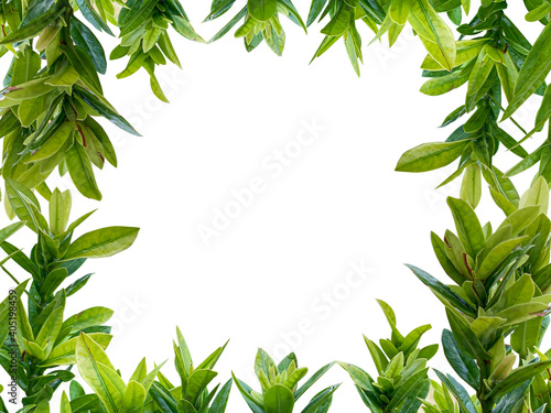 plant frame isolate on white background with clipping path