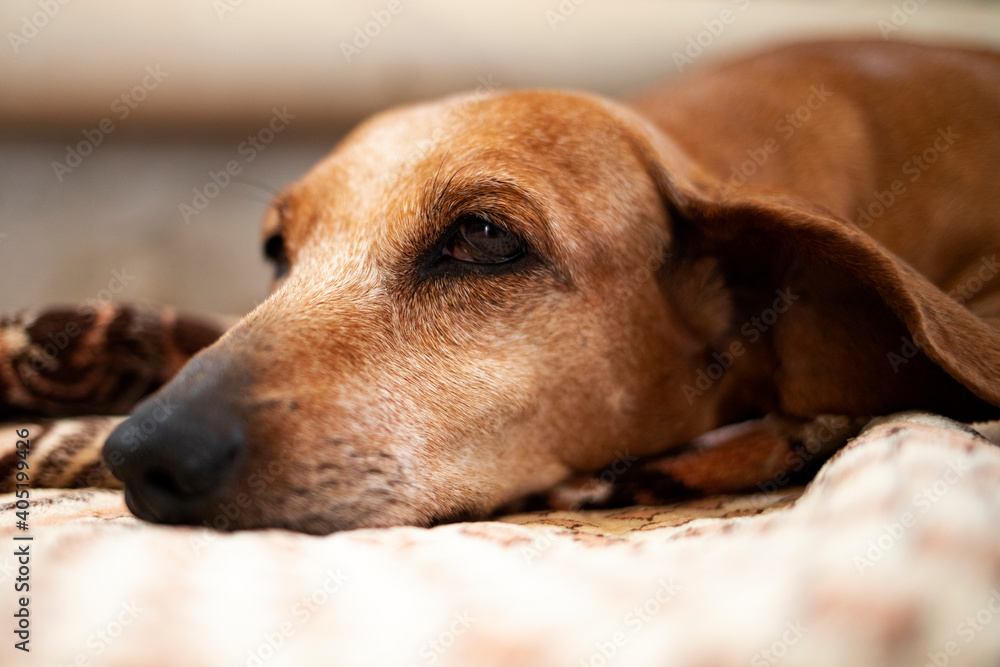 Close-up portrait of an old dachshund resting in the house.