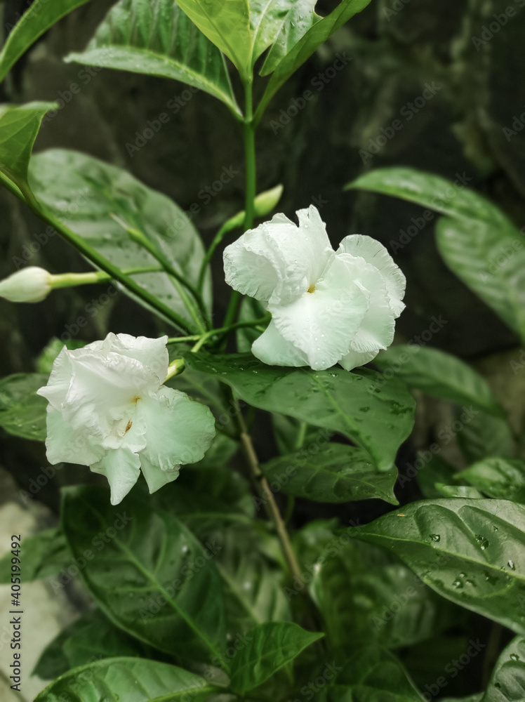 white Jasmine in the garden white Jasmine in the garden