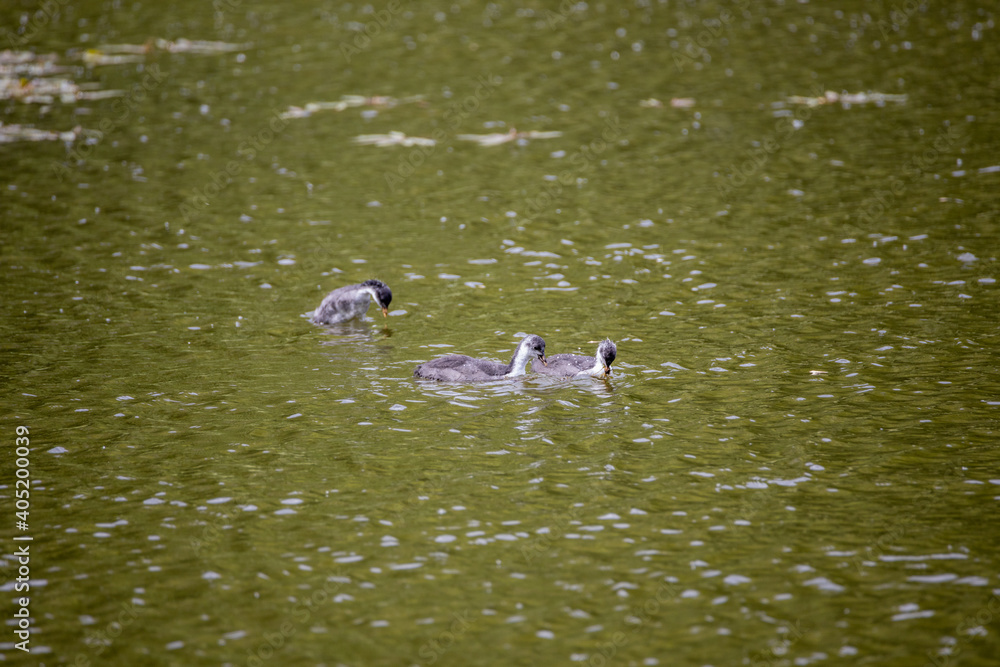 Fulica atra birds swim in a green pond. Fulica atra birds swim in a green pond.