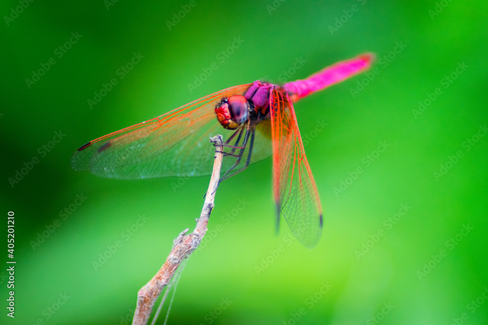 dragonfly on a leaf dragonfly on a leaf