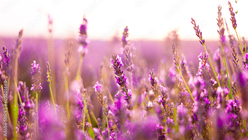 Naklejka premium field of lavender