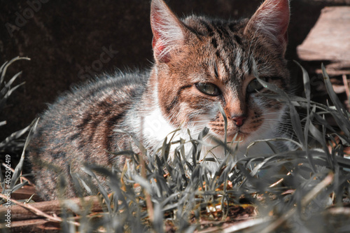 cat in the garden