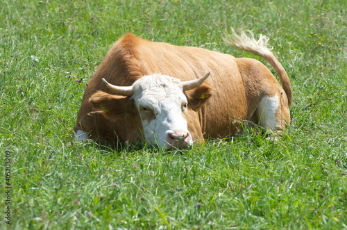 Kühe auf der Weide