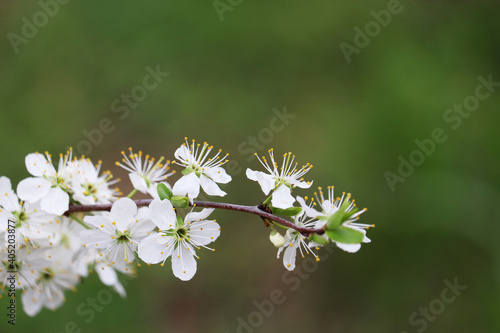 Cherry blossom in spring on blurred green background. White flowers on a branch in a garden, soft colors