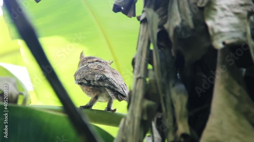 Banana plantation in winter. Small Collared scops-owl (Otus bakkamoena) winters among dry and green banana leaves. Rise of the owl. Sri Lanka south
 photo